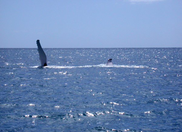 Humpback Whale